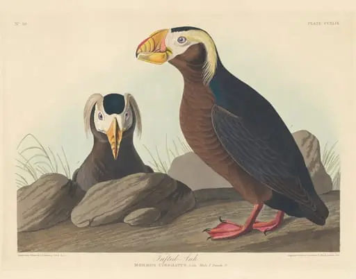 Tufted Auk, by Robert Havell Jr.