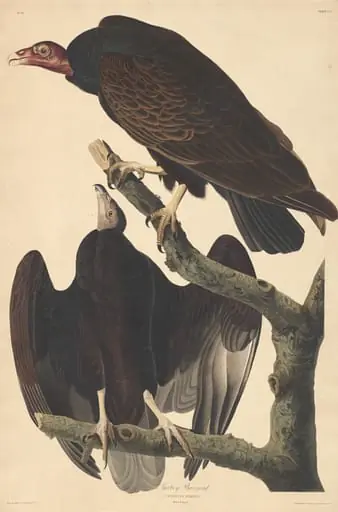 Turkey Buzzard, by Robert Havell Jr.