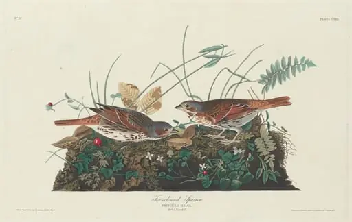 Two-colored Sparrow, by Robert Havell Jr.