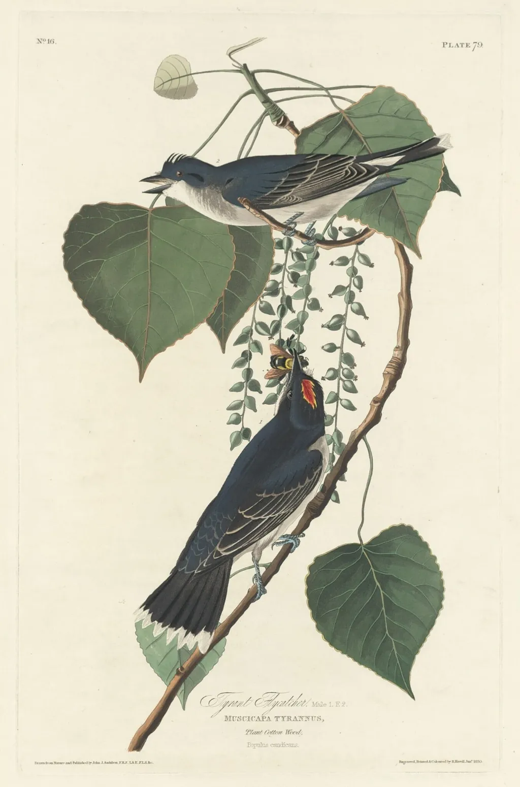 Tyrant Flycatcher, by Robert Havell Jr., ink, 1830