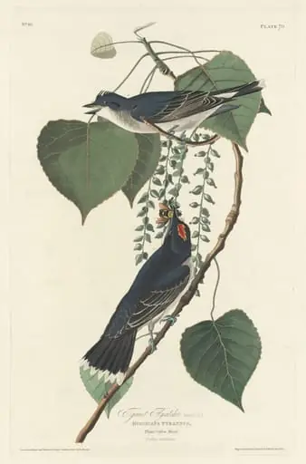 Tyrant Flycatcher, by Robert Havell Jr.