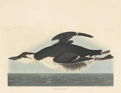 Uria Brunnichii, by Robert Havell Jr.