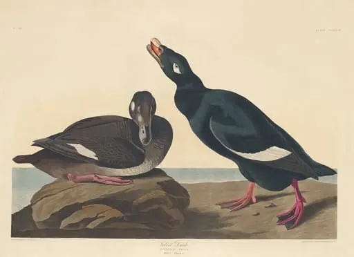 Velvet Duck, by Robert Havell Jr.
