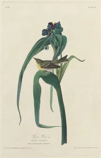 Vigors Vireo, by Robert Havell Jr.