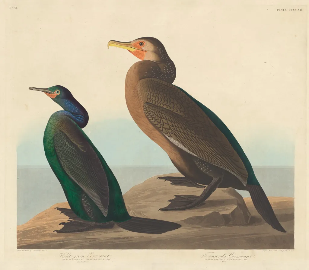 Violet-green Cormorant and Townsend's Cormorant, by Robert Havell Jr., ink, 1838