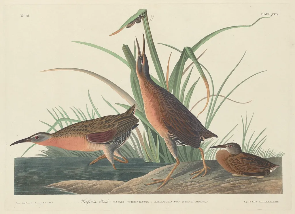 Virginia Rail, by Robert Havell Jr., ink, 1834