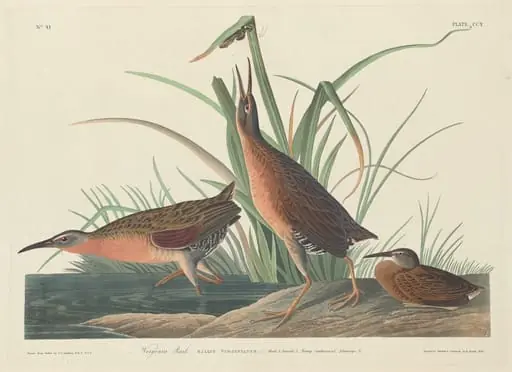 Virginia Rail, by Robert Havell Jr.
