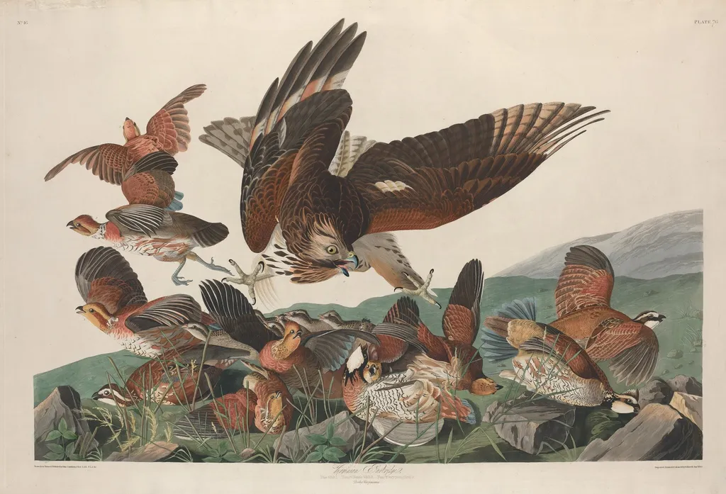 Virginian Partridge, by Robert Havell Jr., ink, 1830