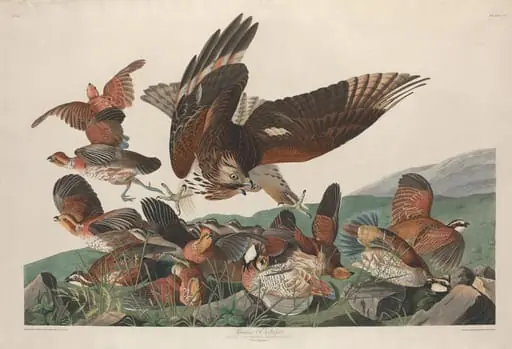 Virginian Partridge, by Robert Havell Jr.