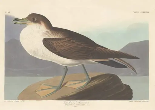 Wandering Shearwater, by Robert Havell Jr.