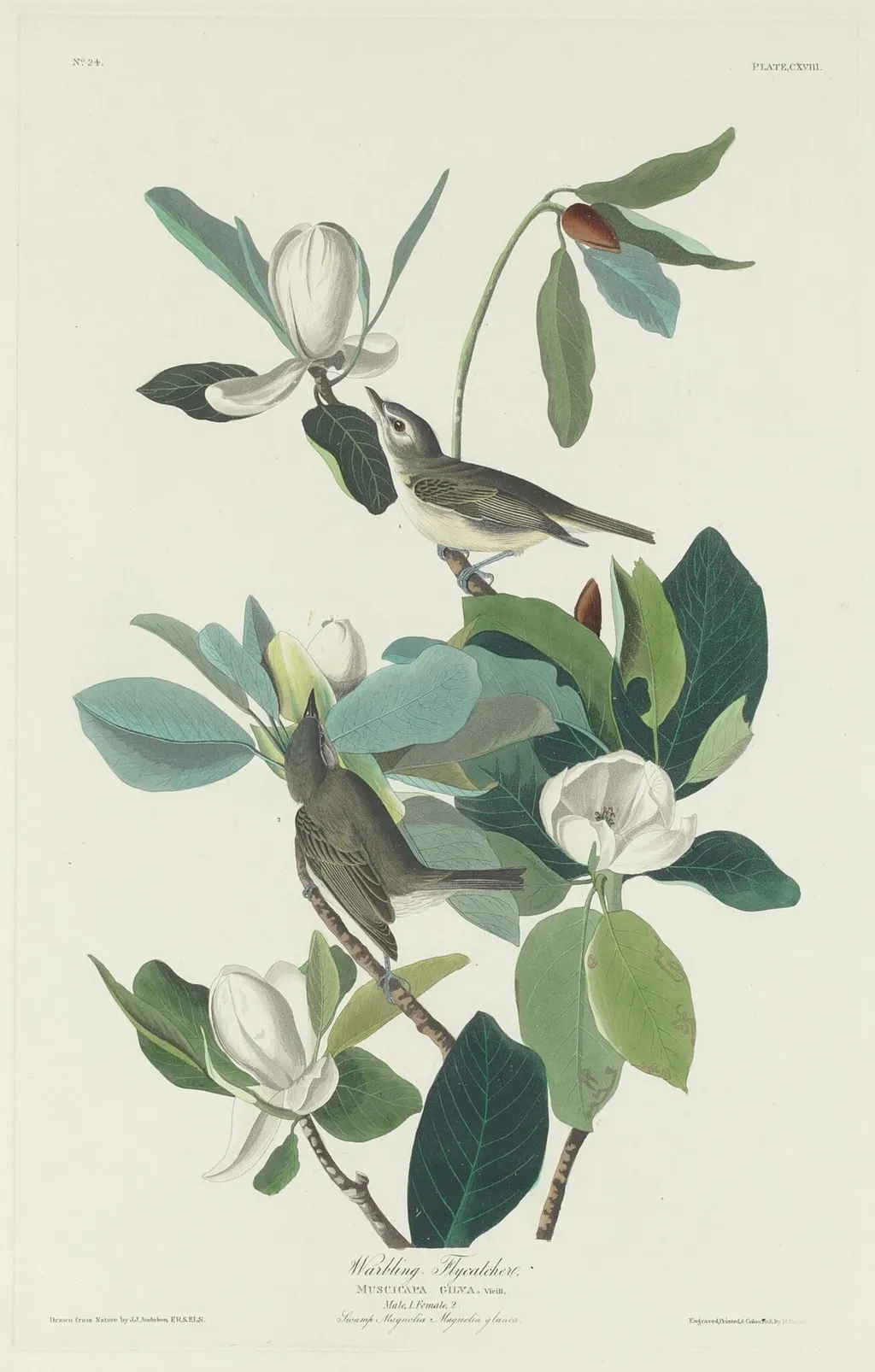Warbling Flycatcher, by Robert Havell Jr., ink, 1831