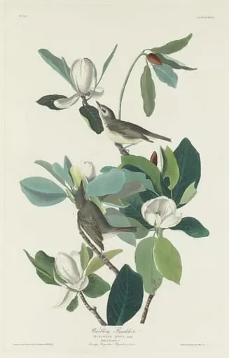 Warbling Flycatcher, by Robert Havell Jr.
