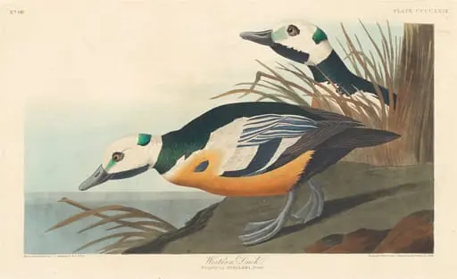 Western Duck, by Robert Havell Jr.