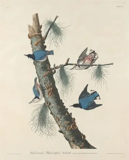 White-breasted Black-capped Nuthatch, by Robert Havell Jr.