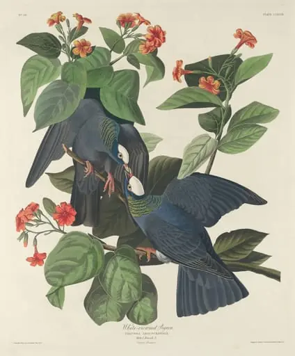 White-crowned Pigeon, by Robert Havell Jr.