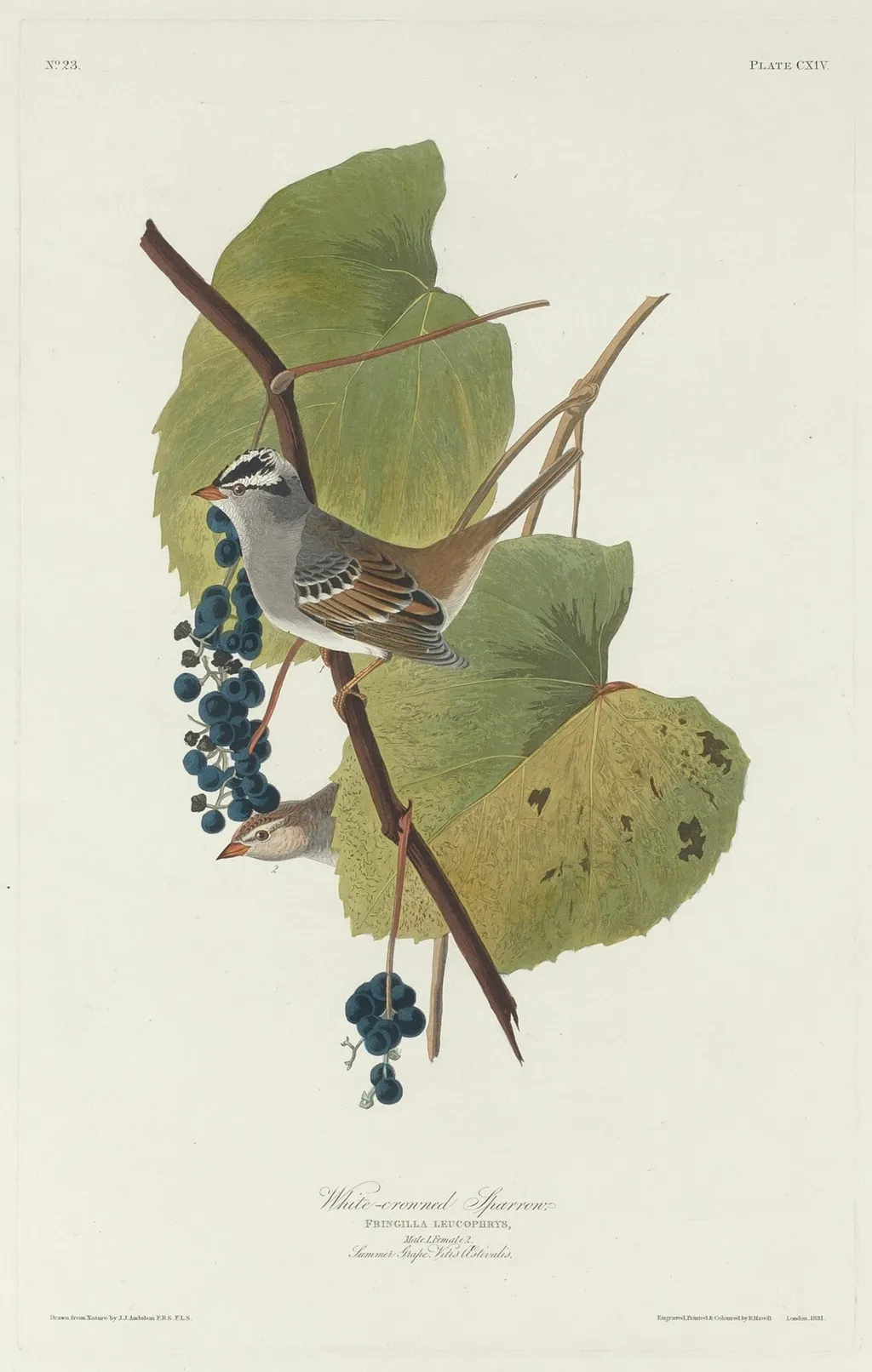 White-crowned Sparrow, by Robert Havell Jr., ink, 1831