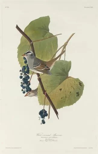 White-crowned Sparrow, by Robert Havell Jr.