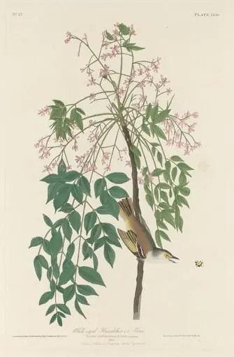 White-eyed Fly Catcher, by Robert Havell Jr.