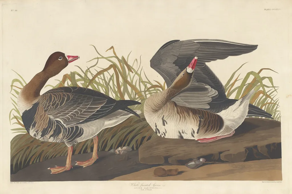 White-fronted Goose, by Robert Havell Jr., ink, 1836