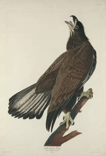 White-Headed Eagle, by Robert Havell Jr.