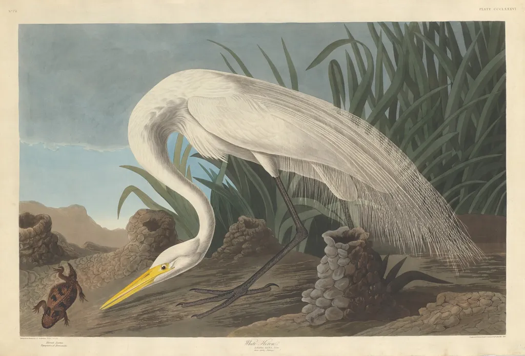 White Heron, by Robert Havell Jr., ink, 1837