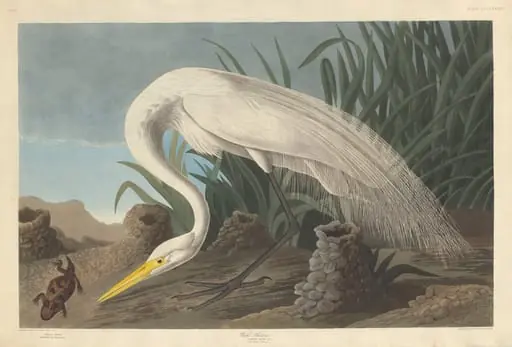 White Heron, by Robert Havell Jr.