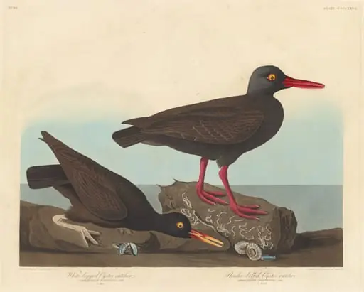White-Legged Oyster-Catcher and Slender-Billed Oyster-Catcher, by Robert Havell Jr.