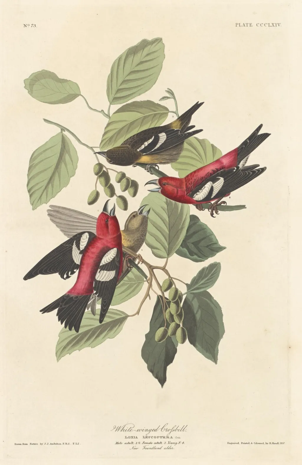 White-winged Crossbill, by Robert Havell Jr., ink, 1837
