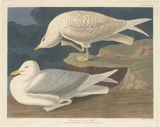 White-winged Silvery Gull, by Robert Havell Jr.