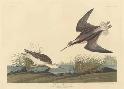 Wilson's Phalarope, by Robert Havell Jr.