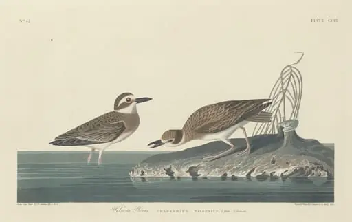 Wilson's Plover, by Robert Havell Jr.