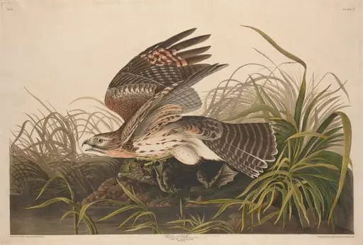 Winter Hawk, by Robert Havell Jr.