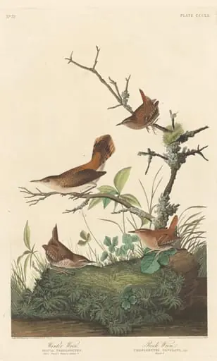 Winter Wren and Rock Wren, by Robert Havell Jr.