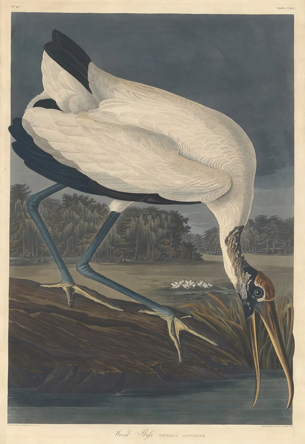 Wood Ibis, by Robert Havell Jr., ink, 1834