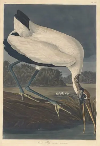 Wood Ibis, by Robert Havell Jr.