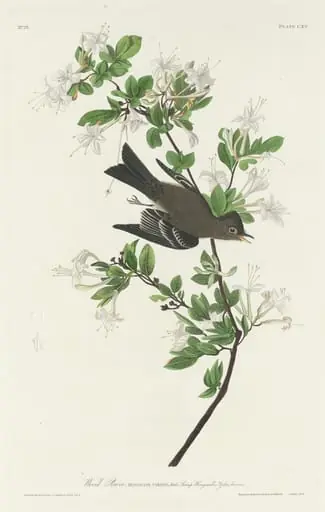Wood Pewee, by Robert Havell Jr.