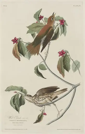 Wood Thrush, by Robert Havell Jr.