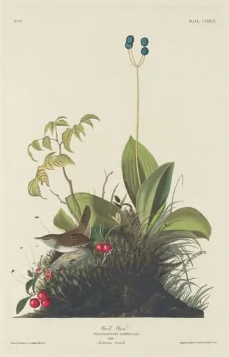 Wood Wren, by Robert Havell Jr.
