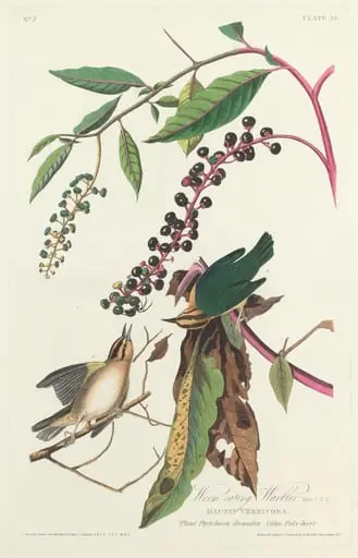 Worm-eating Warbler, by Robert Havell Jr.