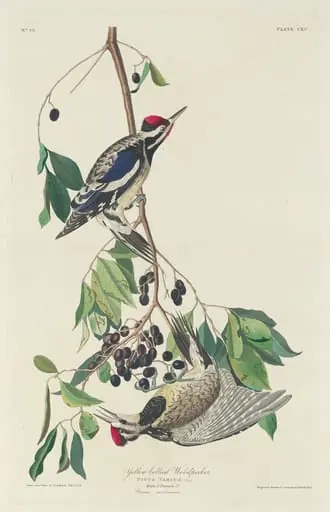Yellow-bellied Woodpecker, by Robert Havell Jr.