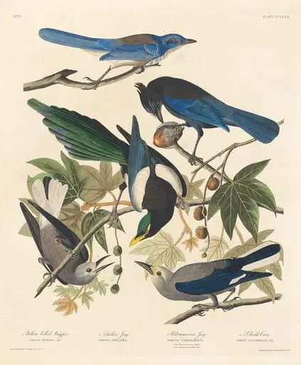 Yellow-billed Magpie, Stellers Jay, Ultramarine Jay and Clark's Crow, by Robert Havell Jr.