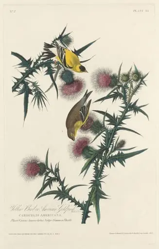 Yellow Bird or American Goldfinch, by Robert Havell Jr.