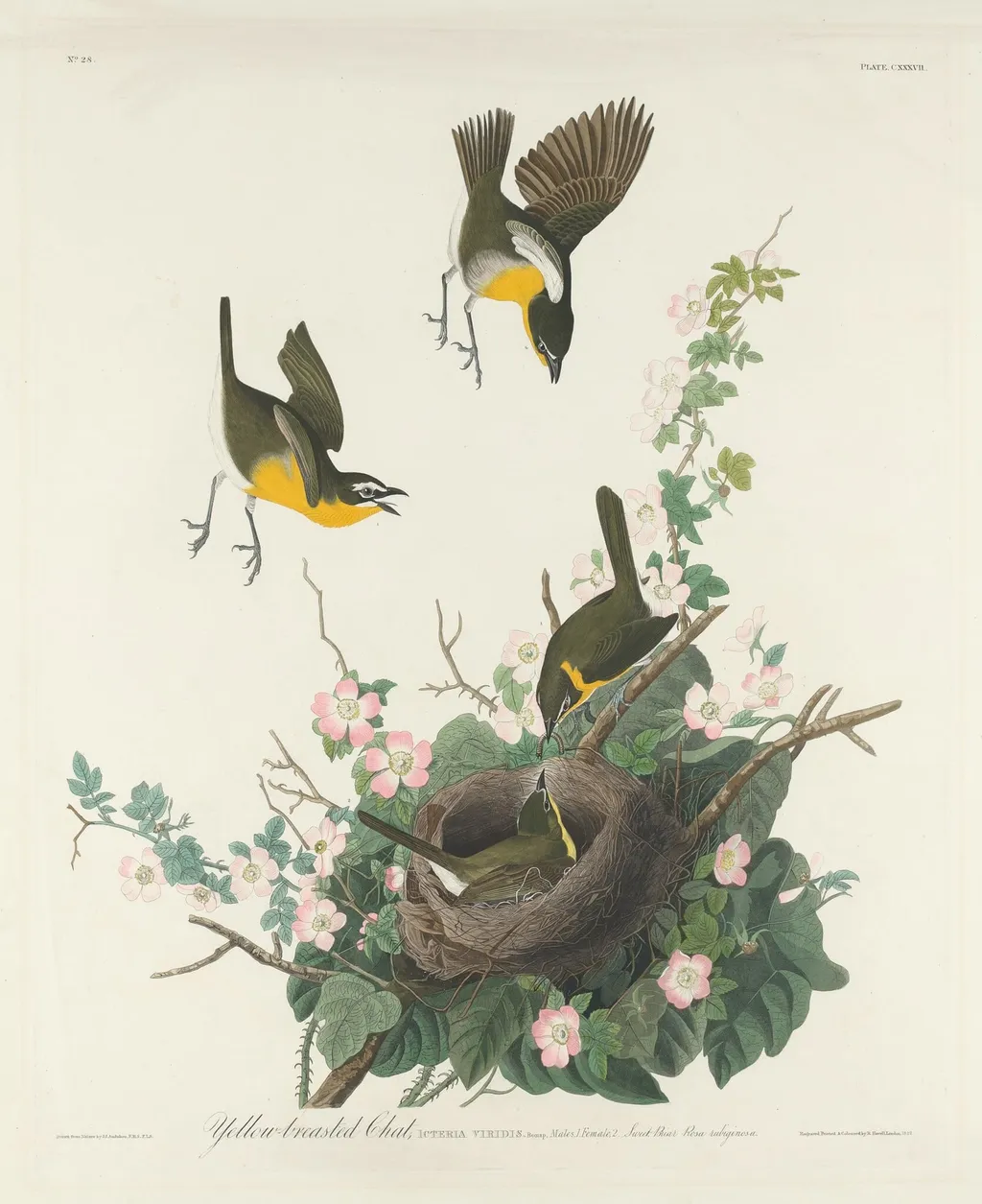 Yellow-breasted Chat, by Robert Havell Jr., ink, 1832