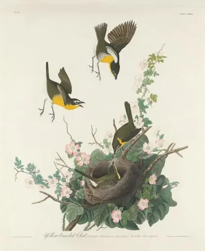 Yellow-breasted Chat, by Robert Havell Jr.