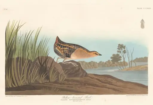 Yellow-breasted Rail, by Robert Havell Jr.