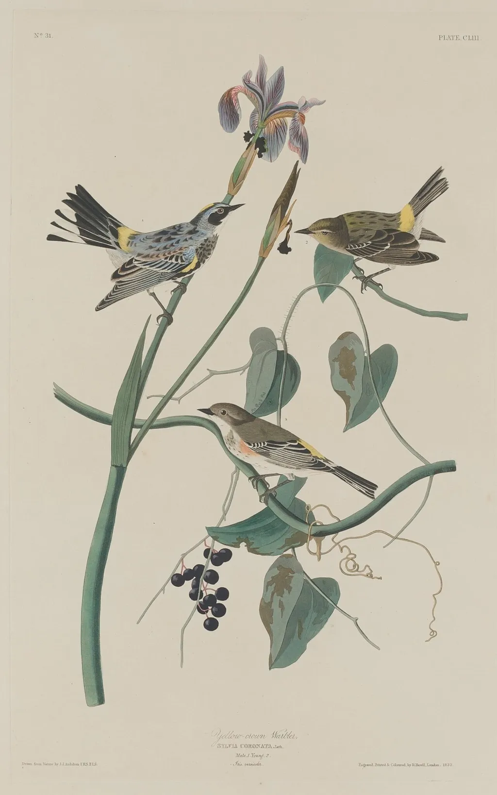 Yellow-crown Warbler, by Robert Havell Jr., ink, 1832