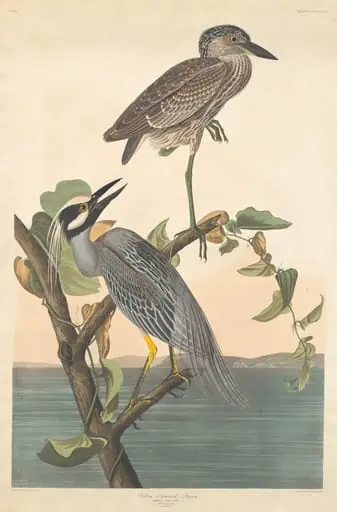 Yellow-crowned Heron, by Robert Havell Jr.