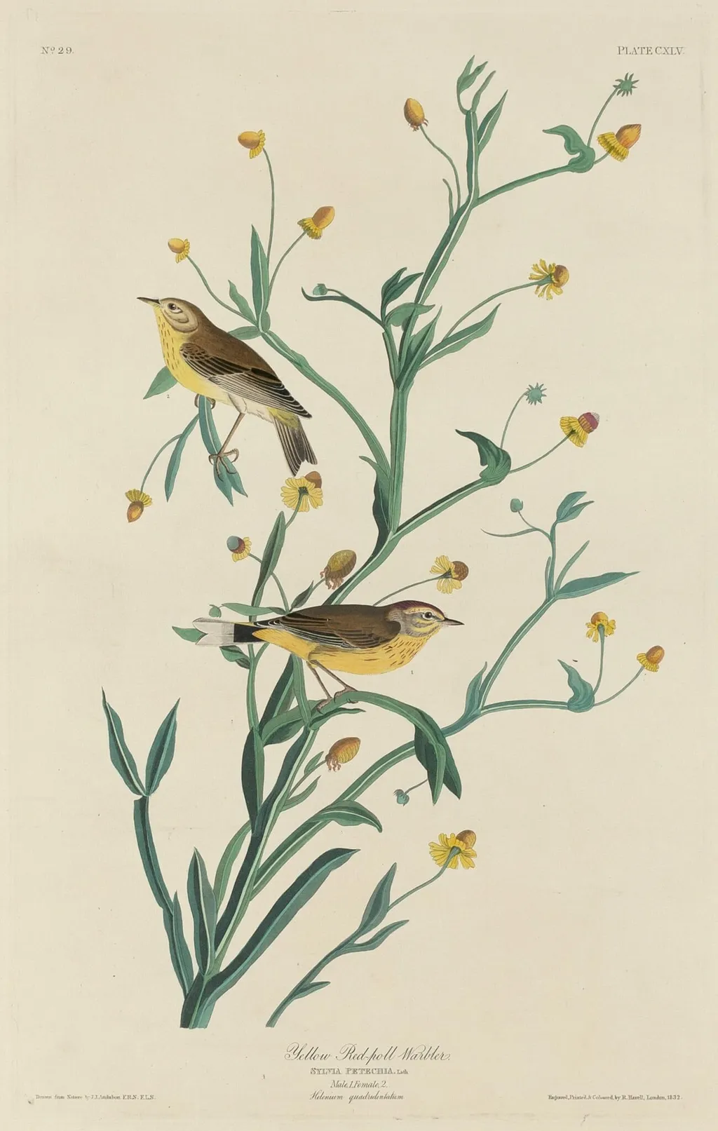 Yellow Red-Poll Warbler, by Robert Havell Jr., ink, 1832