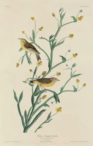 Yellow Red-Poll Warbler, by Robert Havell Jr.