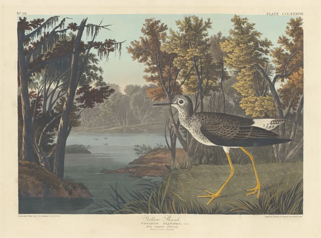 Yellow Shank, by Robert Havell Jr., ink, 1836